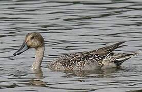 Northern Pintail