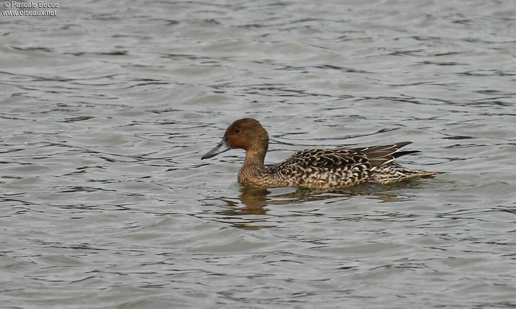 Canard pilet femelle adulte