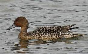 Northern Pintail