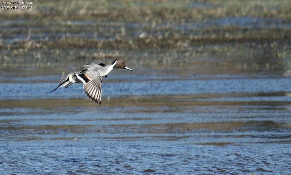 Canard pilet mâle adulte