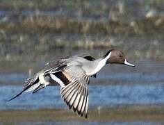 Northern Pintail