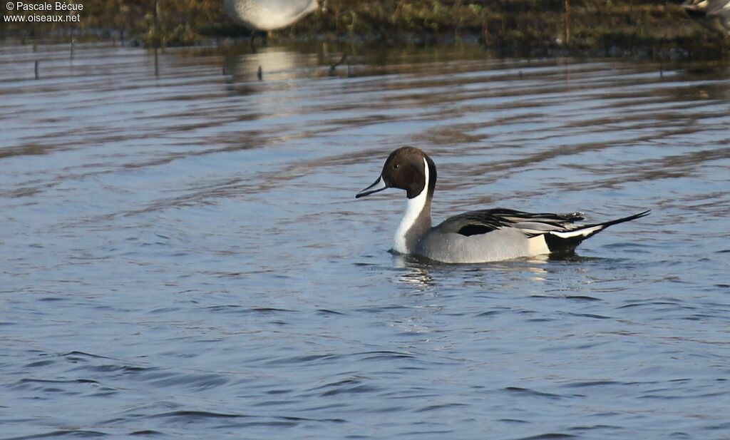 Canard pilet mâle adulte