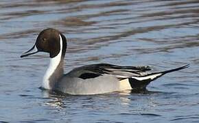 Northern Pintail