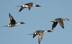 Northern Pintail