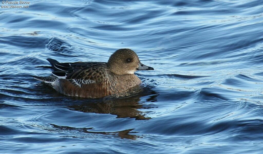 Eurasian Wigeon female