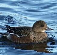 Eurasian Wigeon