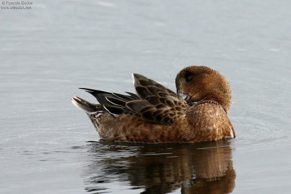 Canard siffleuradulte