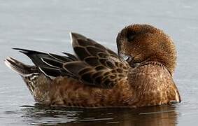 Eurasian Wigeon