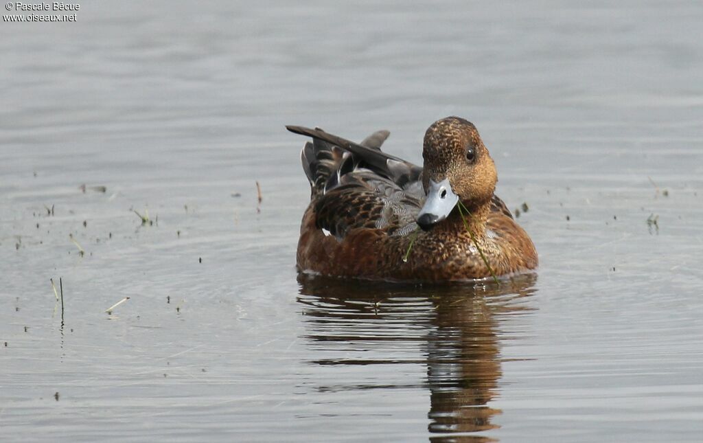 Canard siffleur