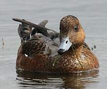 Eurasian Wigeon