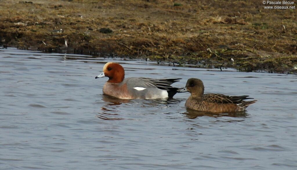 Canard siffleur adulte