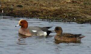 Eurasian Wigeon