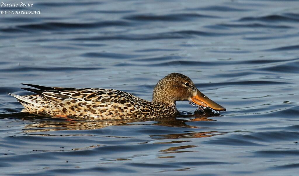 Canard souchet femelle adulte