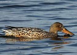 Northern Shoveler