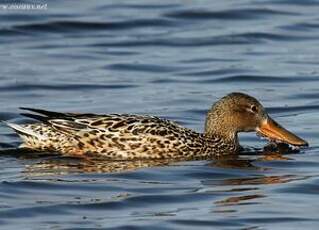 Canard souchet