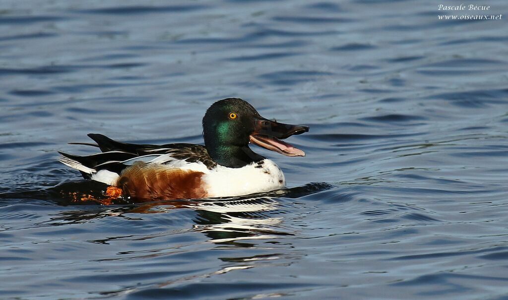 Canard souchet mâle adulte