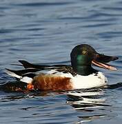 Northern Shoveler