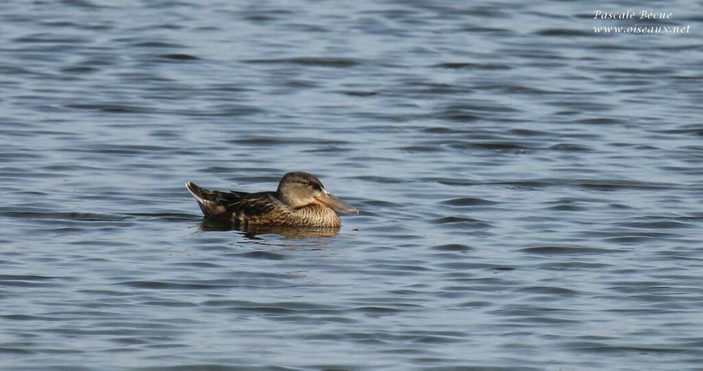 Canard souchetjuvénile