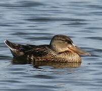 Canard souchet