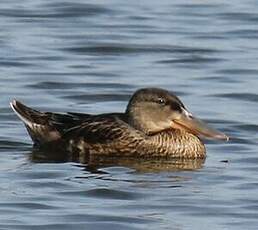 Canard souchet