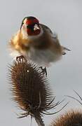 European Goldfinch