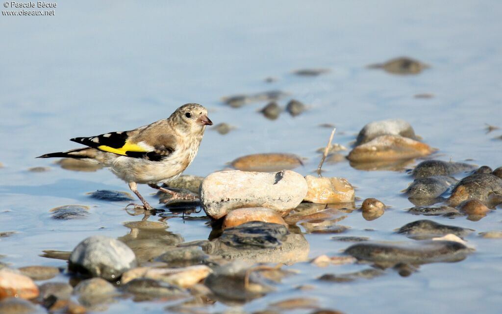 Chardonneret élégant