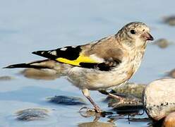 European Goldfinch