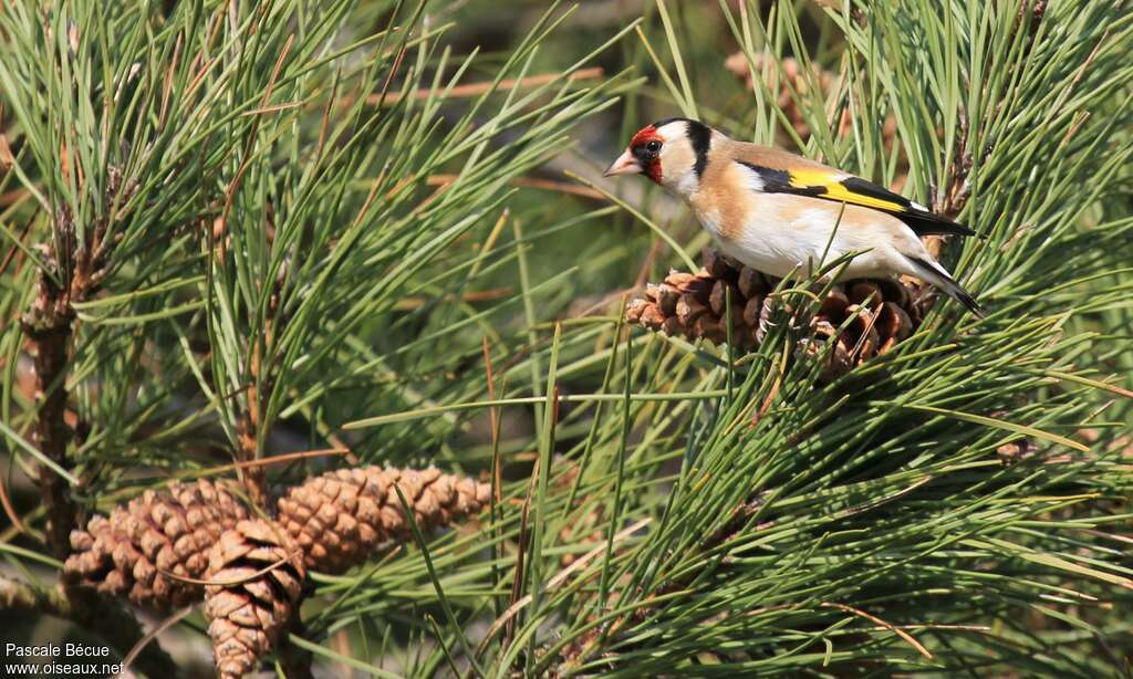 European Goldfinchadult