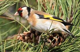 European Goldfinch