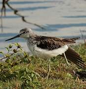 Common Greenshank