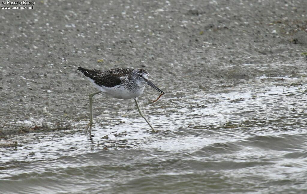 Common Greenshankadult