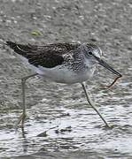 Common Greenshank