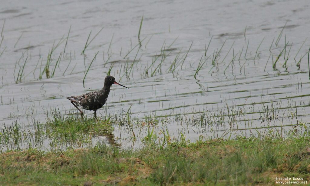 Spotted Redshankadult breeding