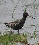 Spotted Redshank