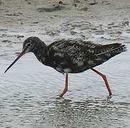 Spotted Redshank