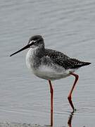 Spotted Redshank