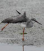 Spotted Redshank