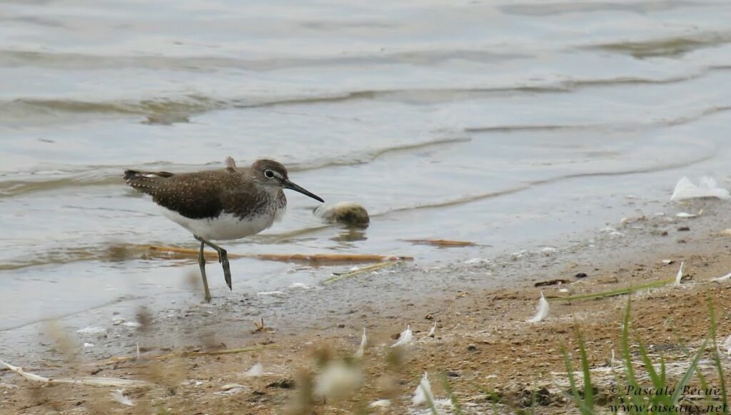 Green Sandpiperadult