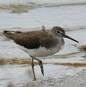 Green Sandpiper