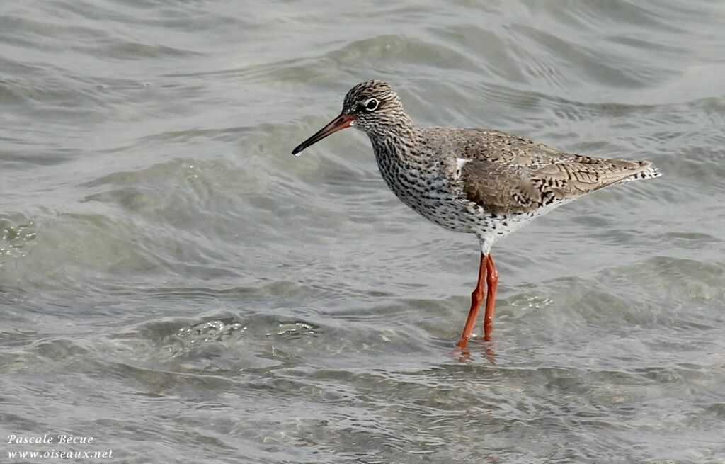 Common Redshankadult breeding