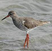 Common Redshank