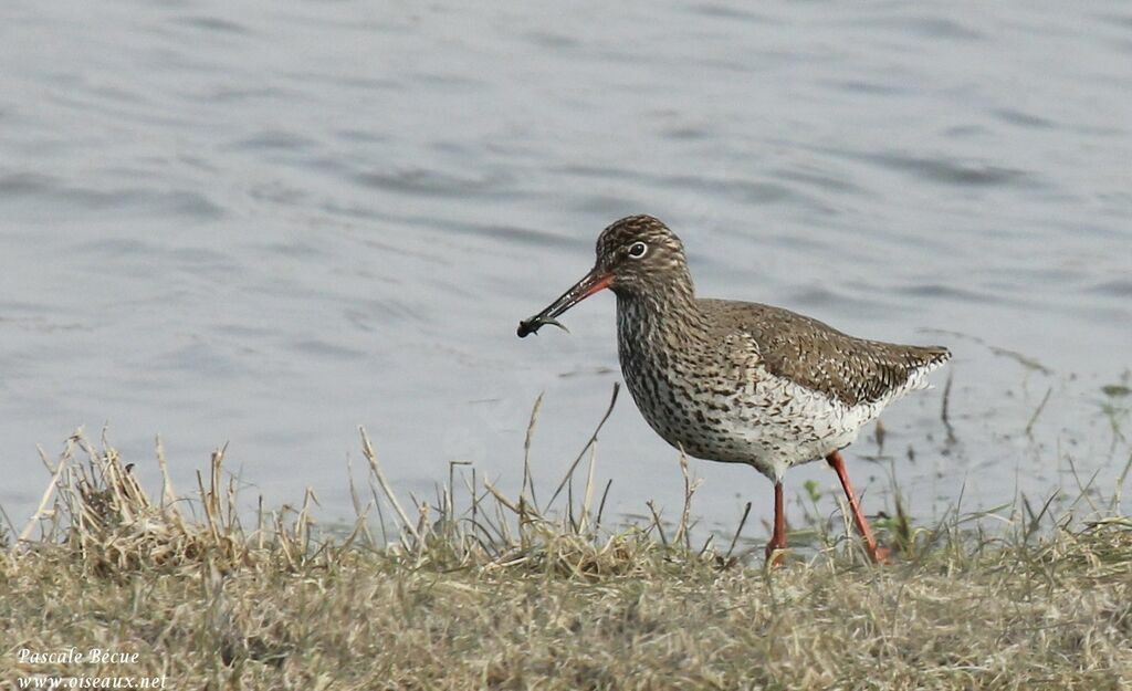 Common Redshankadult breeding