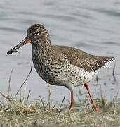 Common Redshank