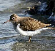 Common Sandpiper