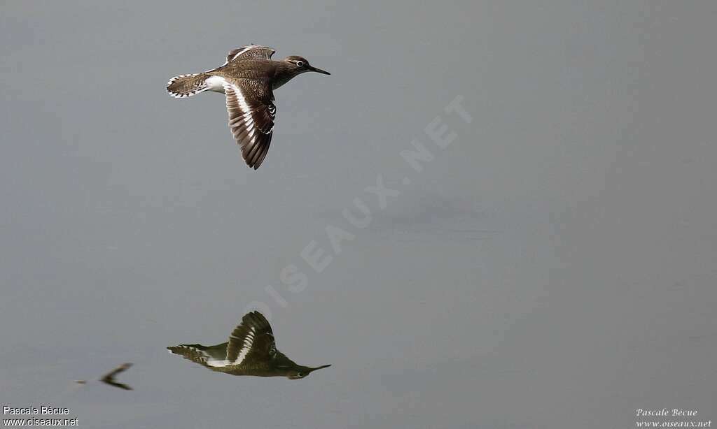 Common Sandpiperadult, Flight