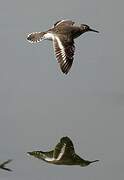 Common Sandpiper