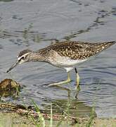 Wood Sandpiper