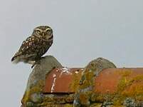 Chevêche d'Athéna
