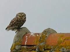 Little Owl