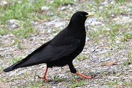 Alpine Chough